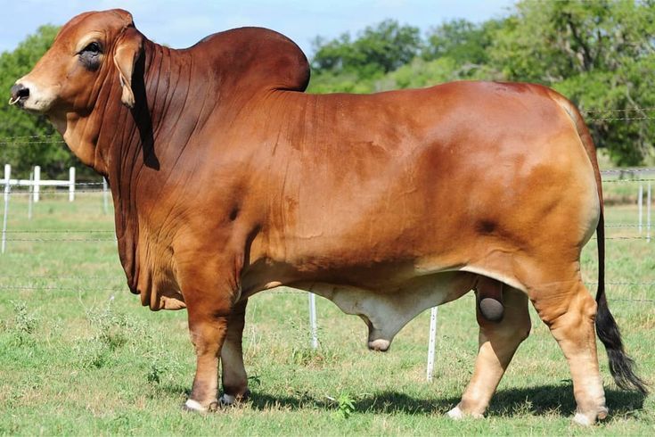 দেশি ষাঁড় (CB-001)