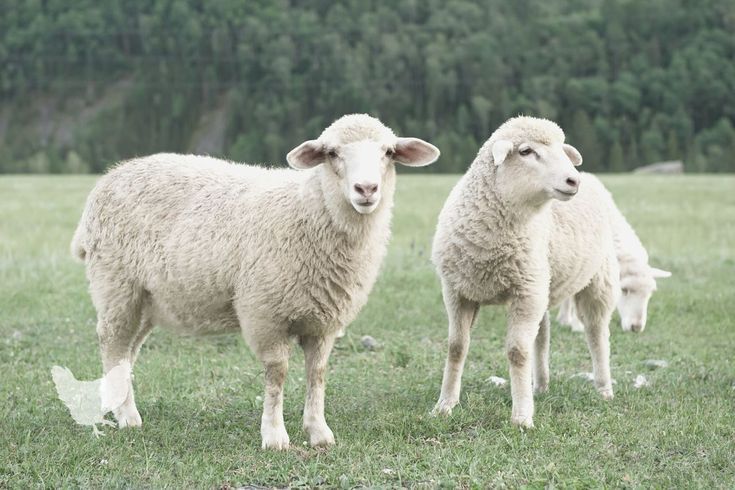 Halal Desi Sheep